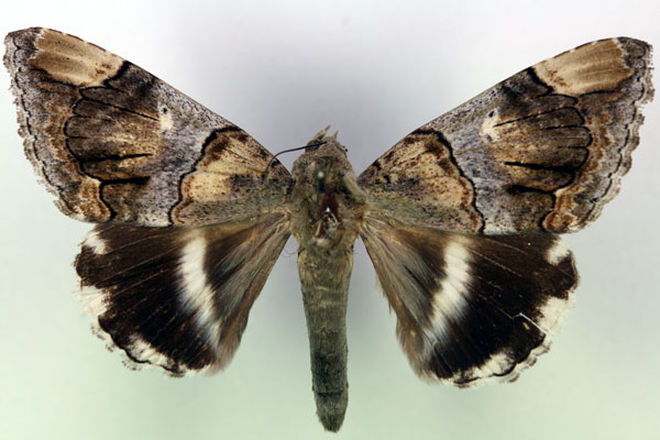 /filer/webapps/moths/media/images/O/oedipodina_Achaea_A_RMCA.jpg