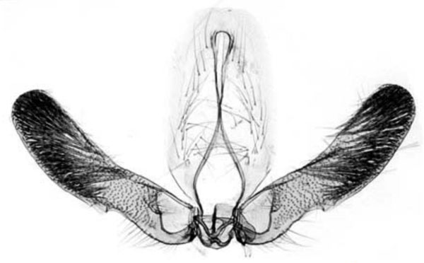 /filer/webapps/moths/media/images/O/oedipus_Eucosmocydia_GM_Trematerra.jpg