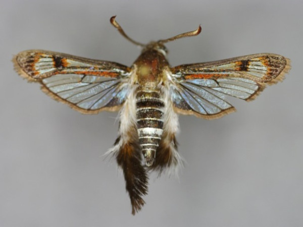 /filer/webapps/moths/media/images/O/oedipus_Melittia_A_Kurz_01.jpg