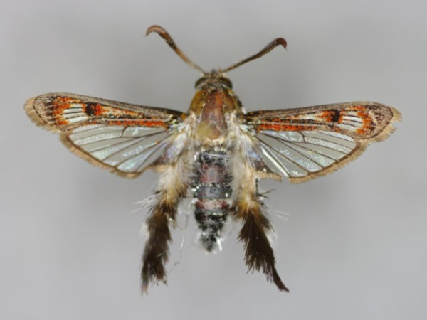 /filer/webapps/moths/media/images/O/oedipus_Melittia_A_Kurz_02.jpg