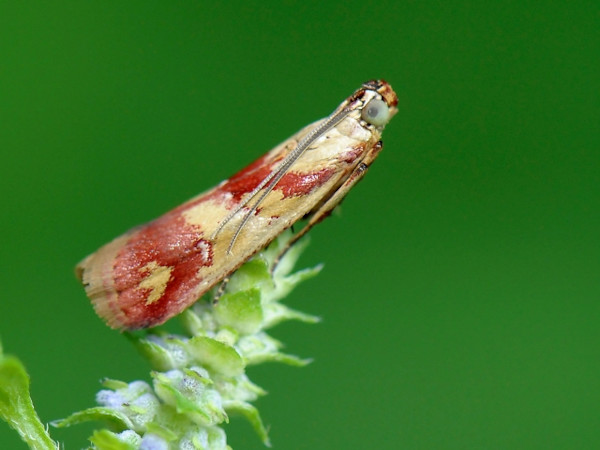 /filer/webapps/moths/media/images/O/oegnusalis_Epicrocis_A_Bowen.jpg