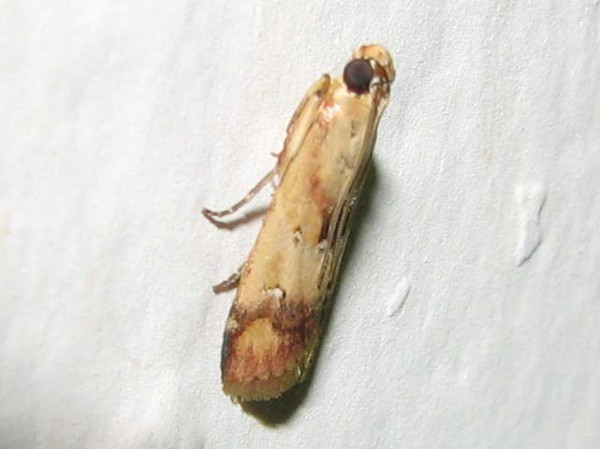 /filer/webapps/moths/media/images/O/oegnusalis_Epicrocis_A_Goff_01_GM.jpg