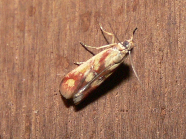/filer/webapps/moths/media/images/O/oegnusalis_Epicrocis_A_Goff_02.jpg