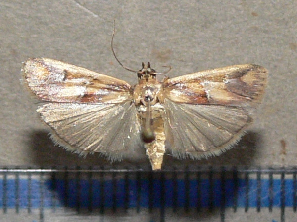 /filer/webapps/moths/media/images/O/oegnusalis_Epicrocis_A_Goffa_03.jpg