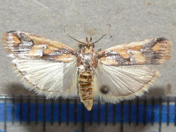 /filer/webapps/moths/media/images/O/oegnusalis_Epicrocis_A_Goffa_04.jpg