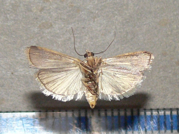 /filer/webapps/moths/media/images/O/oegnusalis_Epicrocis_A_Goffb_03.jpg