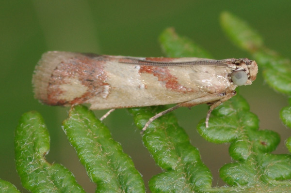 /filer/webapps/moths/media/images/O/oegnusalis_Epicrocis_A_Simon.jpg