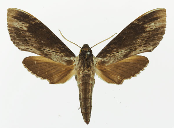 /filer/webapps/moths/media/images/O/oegrapha_Lomocyma_AF_Basquin.jpg