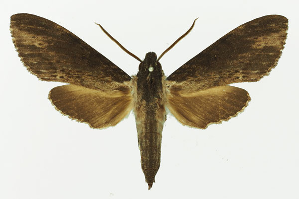 /filer/webapps/moths/media/images/O/oegrapha_Lomocyma_AM_Basquin_01.jpg