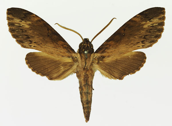 /filer/webapps/moths/media/images/O/oegrapha_Lomocyma_AM_Basquin_02.jpg