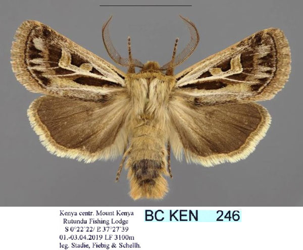 /filer/webapps/moths/media/images/O/oeneus_Eucladodes_AM_Stadie.jpg