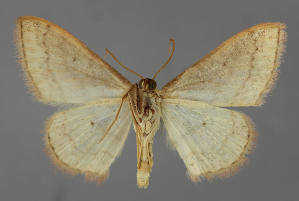 /filer/webapps/moths/media/images/O/oenoloma_Scopula_A_ZSM_02.jpg