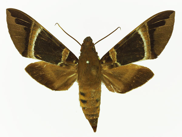 /filer/webapps/moths/media/images/O/oenopion_Nephele_AF_Basquin.jpg
