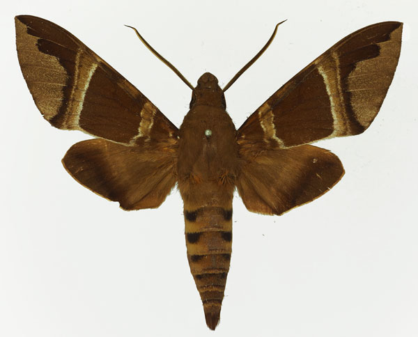 /filer/webapps/moths/media/images/O/oenopion_Nephele_AM_Basquina.jpg