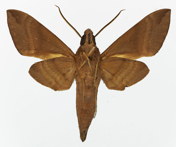 /filer/webapps/moths/media/images/O/oenopion_Nephele_AM_Basquinb.jpg