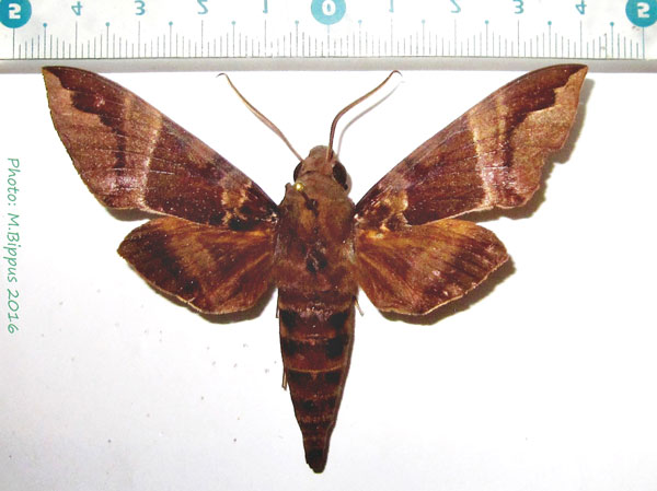 /filer/webapps/moths/media/images/O/oenopion_Nephele_AM_Bippus.jpg