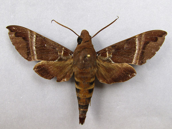/filer/webapps/moths/media/images/O/oenopion_Nephele_A_Baron_01.jpg