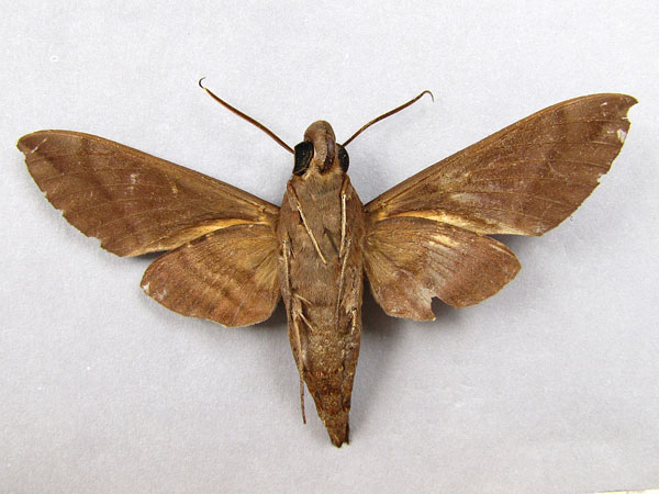 /filer/webapps/moths/media/images/O/oenopion_Nephele_A_Baron_02.jpg