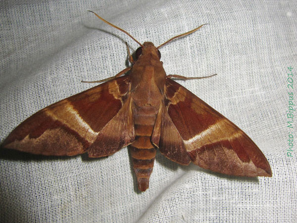 /filer/webapps/moths/media/images/O/oenopion_Nephele_A_Bippus.jpg