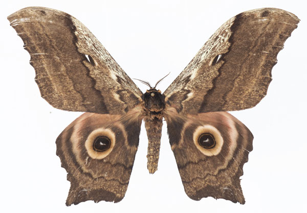 /filer/webapps/moths/media/images/O/ogoouensis_Athletes_AM_Basquina.jpg