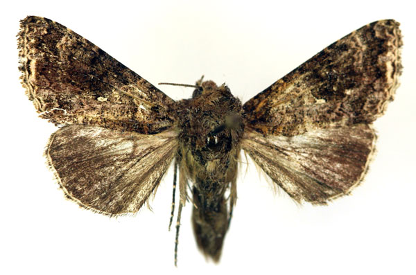 /filer/webapps/moths/media/images/O/ogovana_Ctenoplusia_A_RMCA.jpg