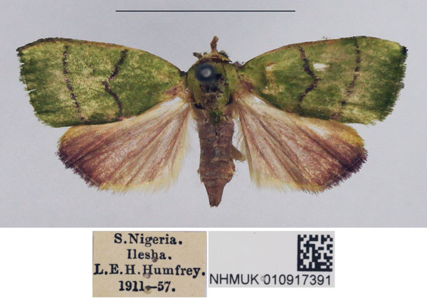 /filer/webapps/moths/media/images/O/ogovana_Earias_AF_NHMUK_01.jpg