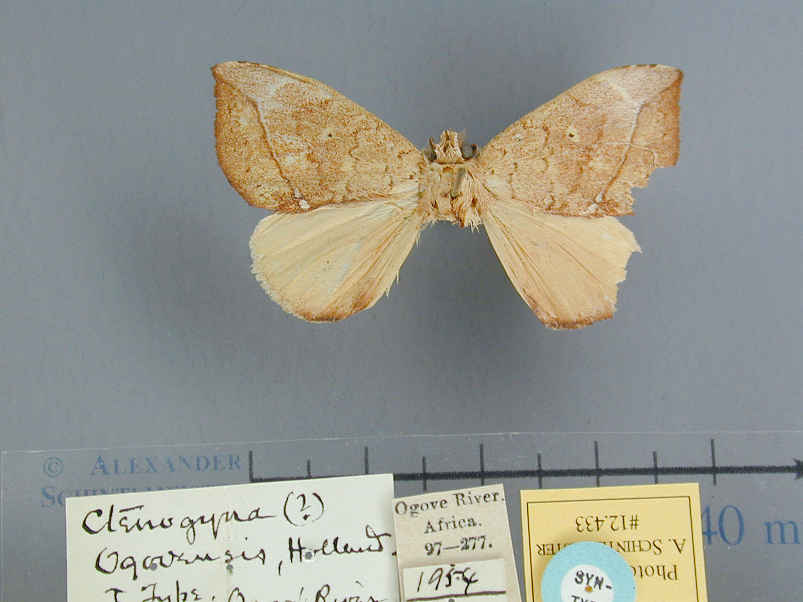 /filer/webapps/moths/media/images/O/ogovensis-Paratrotonotus-12433_ST_Gabon.jpg