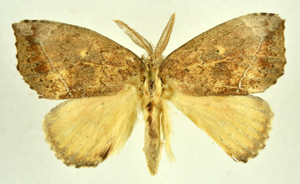 /filer/webapps/moths/media/images/O/ogovensis_Paratrotonotus_AM_NHMO.jpg