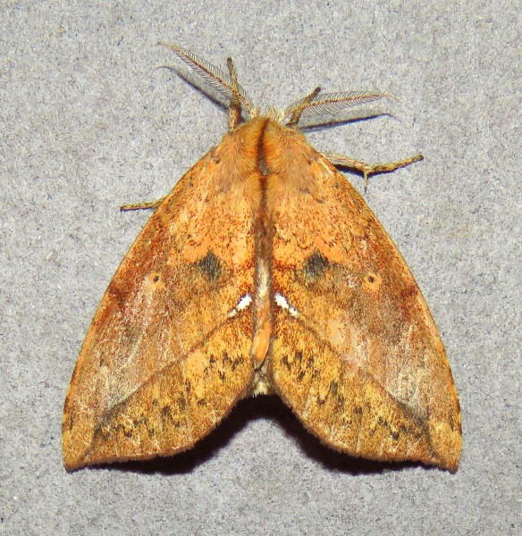 /filer/webapps/moths/media/images/O/ogovensis_Paratrotonotus_M_Bergsma.jpg