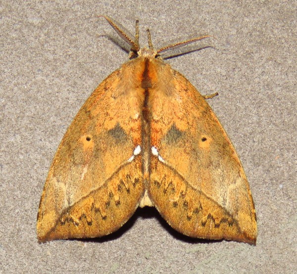 /filer/webapps/moths/media/images/O/ogovensis_Paratrotonotus_M_Bergsma_3fYoF0t.jpg