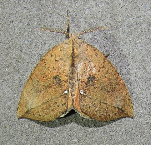 /filer/webapps/moths/media/images/O/ogovensis_Paratrotonotus_M_Sinnema_KitPlmw.jpg