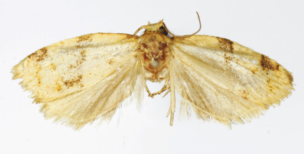 /filer/webapps/moths/media/images/O/oidema_Clepsis_HT_RMCA.jpg