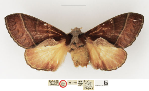 /filer/webapps/moths/media/images/O/oinopa_Nadiasa_AT_NHMUK.jpg