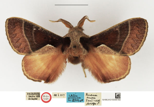 /filer/webapps/moths/media/images/O/oinopa_Nadiasa_HT_NHMUK.jpg