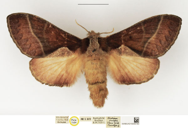 /filer/webapps/moths/media/images/O/oinopa_Nadiasa_PTF_NHMUK.jpg