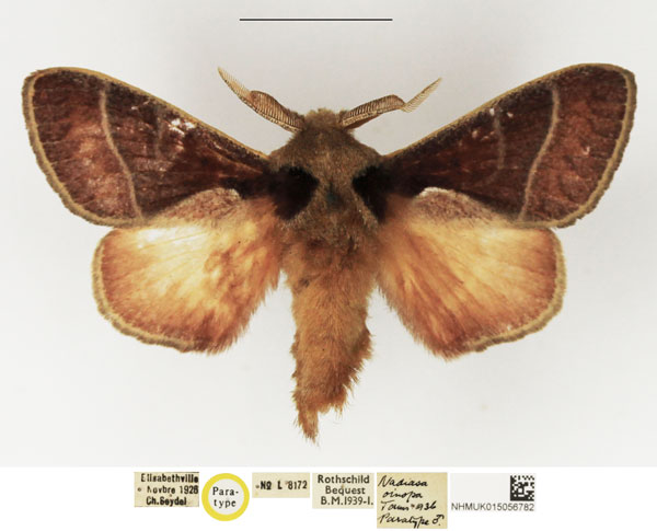 /filer/webapps/moths/media/images/O/oinopa_Nadiasa_PTM_NHMUK.jpg