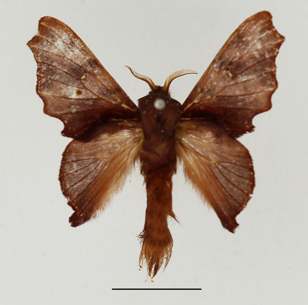 /filer/webapps/moths/media/images/O/oinopa_Pseudometa_AM_Basquin_01.jpg