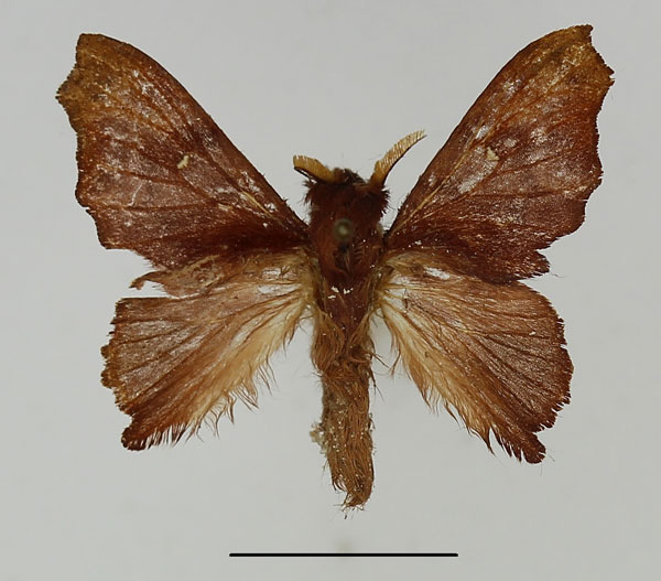 /filer/webapps/moths/media/images/O/oinopa_Pseudometa_AM_Basquin_02.jpg