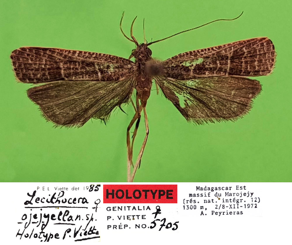 /filer/webapps/moths/media/images/O/ojejyella_Lecithocera_HT_MNHN.jpg