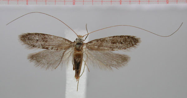 /filer/webapps/moths/media/images/O/okatjikona_Ceromitia_HT_ZMHB.jpg