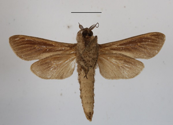 /filer/webapps/moths/media/images/O/okovangae_Phragmataecia_A_MGCLb.JPG