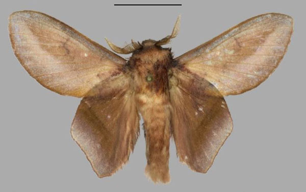 /filer/webapps/moths/media/images/O/olanrewahu_Sonitha_HT_Mueller.jpg