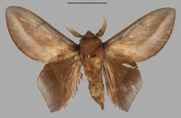 /filer/webapps/moths/media/images/O/olanrewahu_Sonitha_PTM_Mueller.jpg