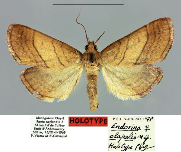 /filer/webapps/moths/media/images/O/olapalis_Eudorina_HT_MNHN.jpg