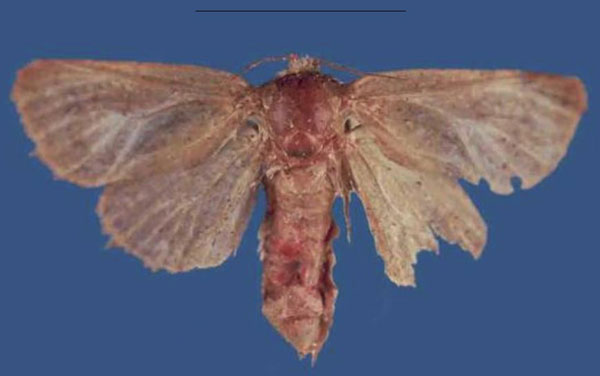 /filer/webapps/moths/media/images/O/olarinyiroensis_Lichterfeldia_HT_NMK.jpg