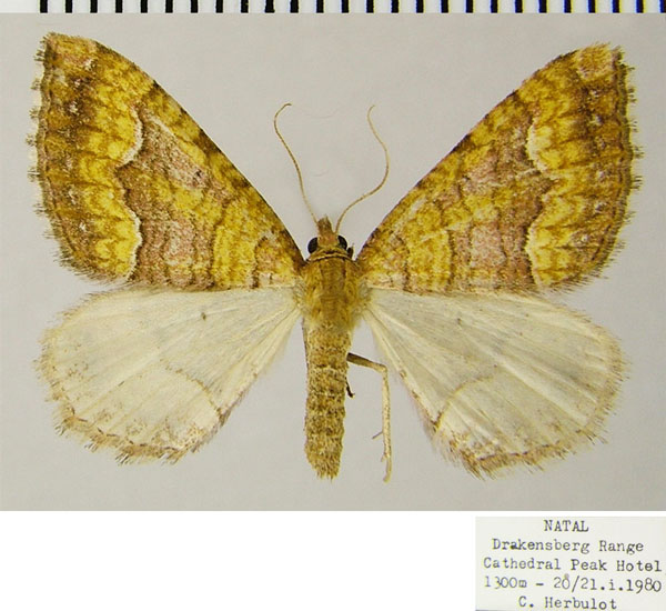 /filer/webapps/moths/media/images/O/olbia_Dysrhoe_AM_ZSMa.jpg