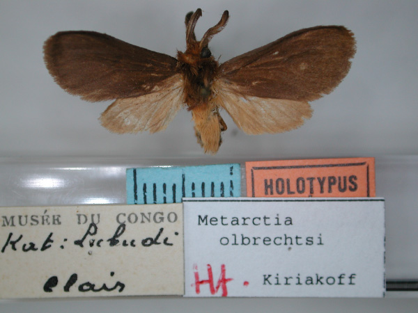 /filer/webapps/moths/media/images/O/olbrechtsi_Metarctia_HT_RMCA_01.jpg