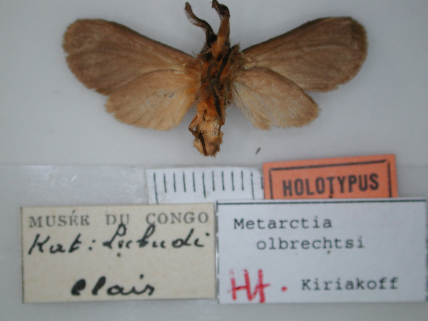 /filer/webapps/moths/media/images/O/olbrechtsi_Metarctia_HT_RMCA_02.jpg