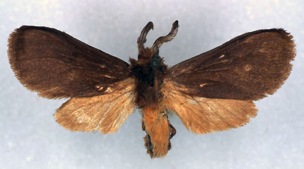 /filer/webapps/moths/media/images/O/olbrechtsi_Metarctia_HT_RMCA_03.jpg