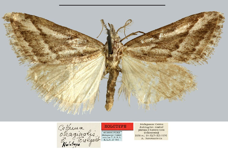 /filer/webapps/moths/media/images/O/oleaginalis_Celama_HT_MNHN.jpg